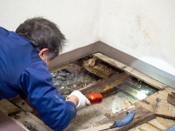 Best Mold Removal Specialists  in Traverse City, MI