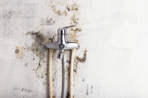 Best Professional Mold Removal  in Traverse City, MI