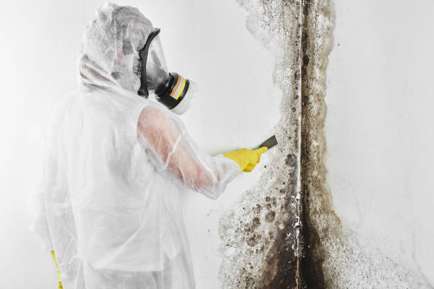 Home Mold Removal in Traverse City, MI