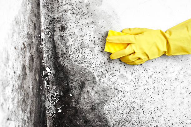 Trusted Traverse City, MI Mold Removal Experts