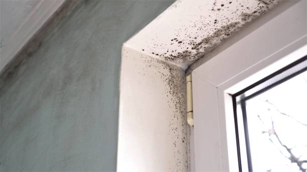 Best Black Mold Removal  in Traverse City, MI