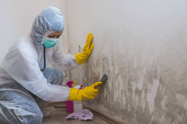 Best Mold Testing  in Traverse City, MI