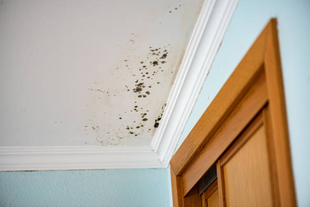 Best Home Mold Removal  in Traverse City, MI
