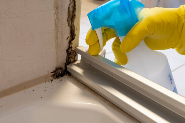 Best Residential Mold Removal  in Traverse City, MI