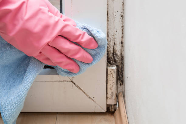 Best Residential Mold Removal  in Traverse City, MI