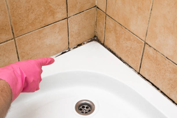 Best Fast Mold Removal  in Traverse City, MI