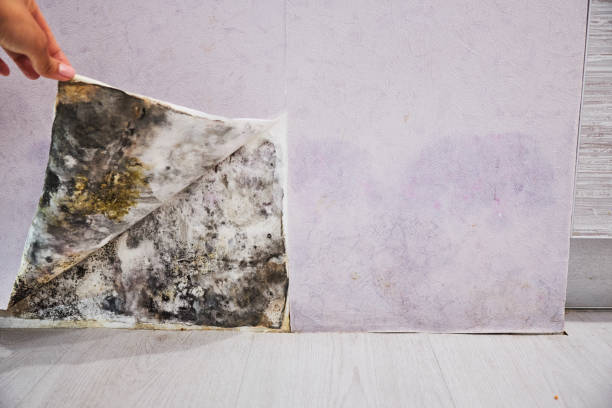 Best Mold Remediation  in Traverse City, MI